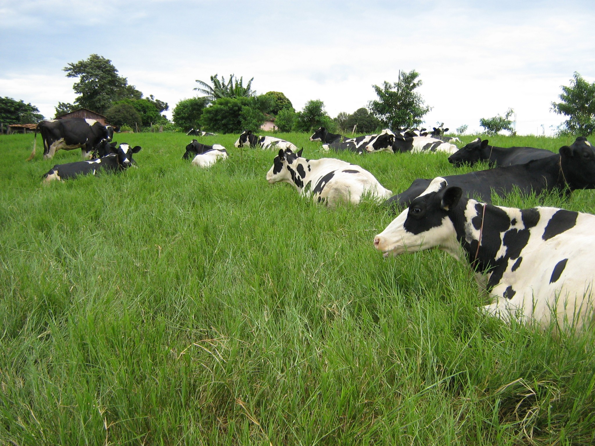 Minerales en dieta de ganado lechero - Nutrimax Nutrición Animal