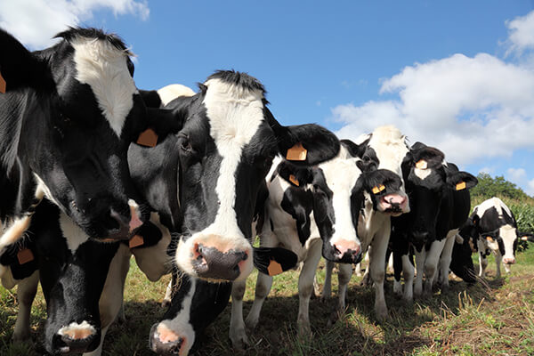 ¿Cómo mantener niveles óptimos de energía en su ganado lechero con grasa de sobrepaso?
