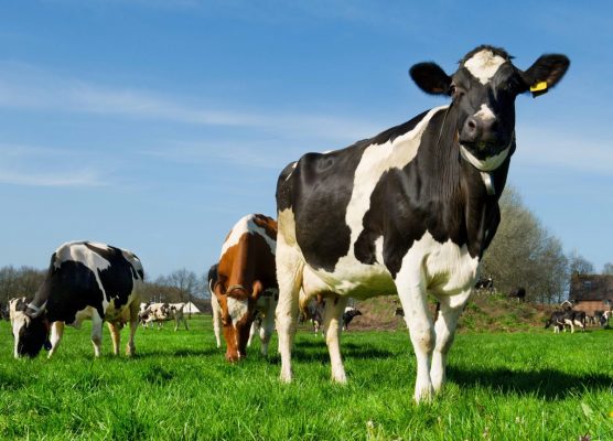 ¿Cómo hacer más rentable la producción de leche?